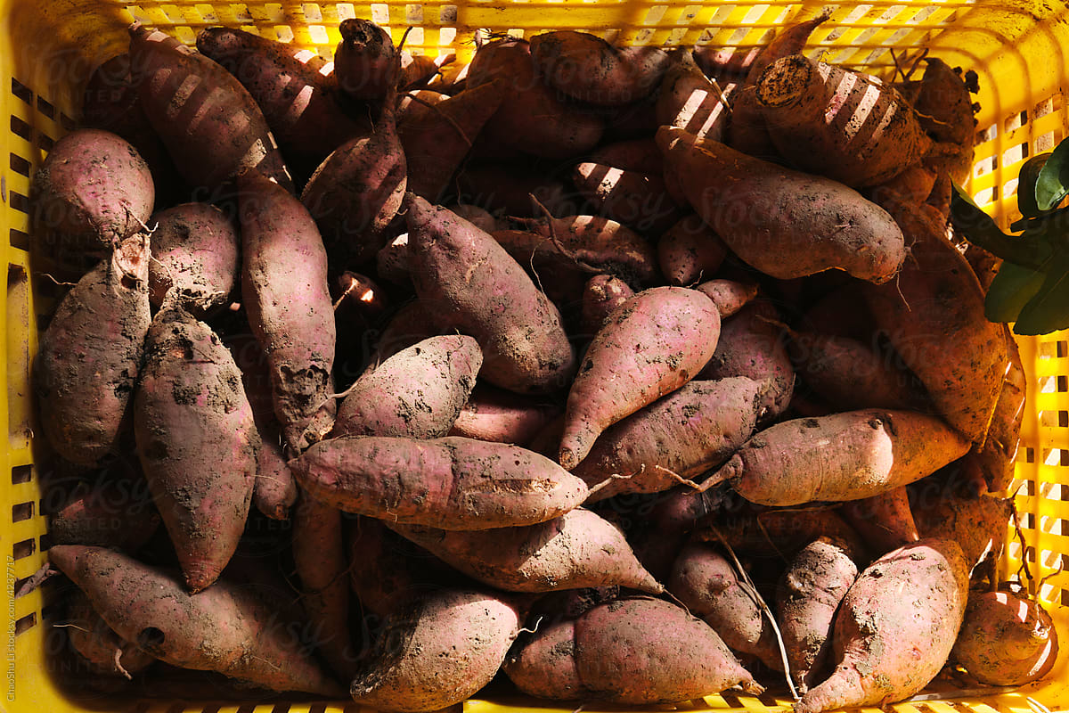 Freshly picked organic sweet potatoes