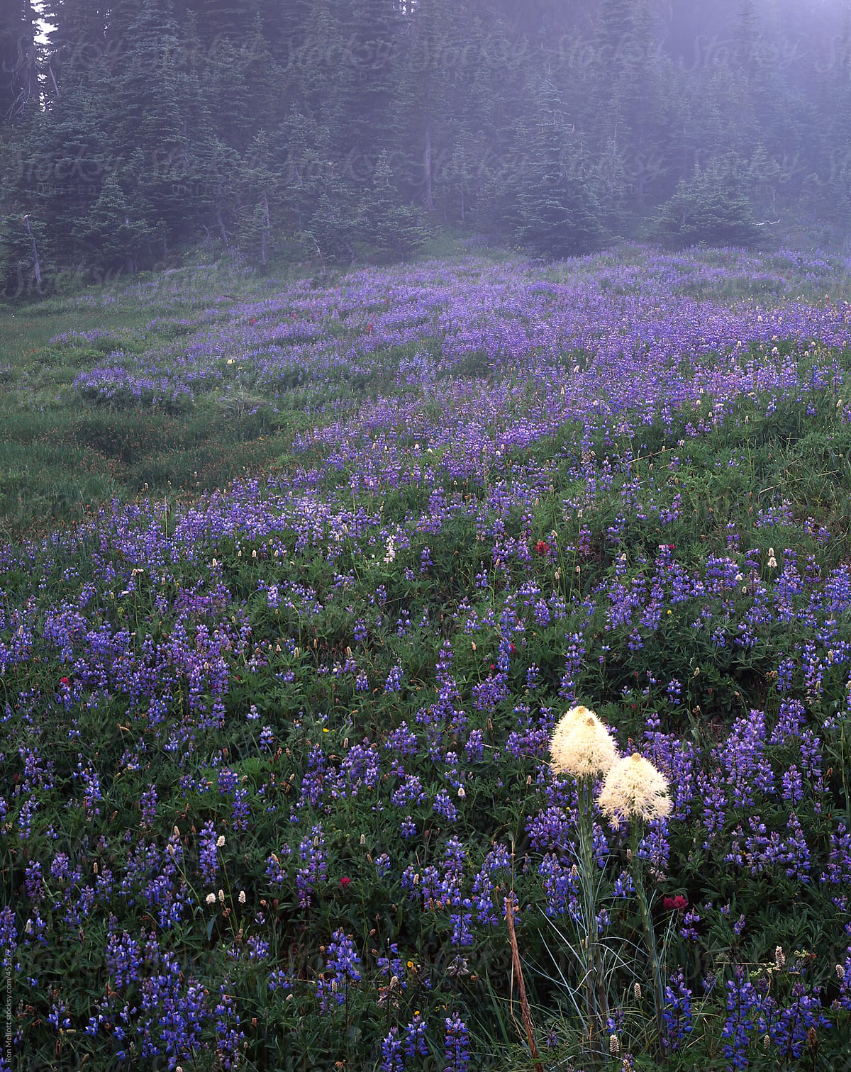 mountain subalpine meadow with bear grass (xerophyllum) lupine (lupinus) American bistort
