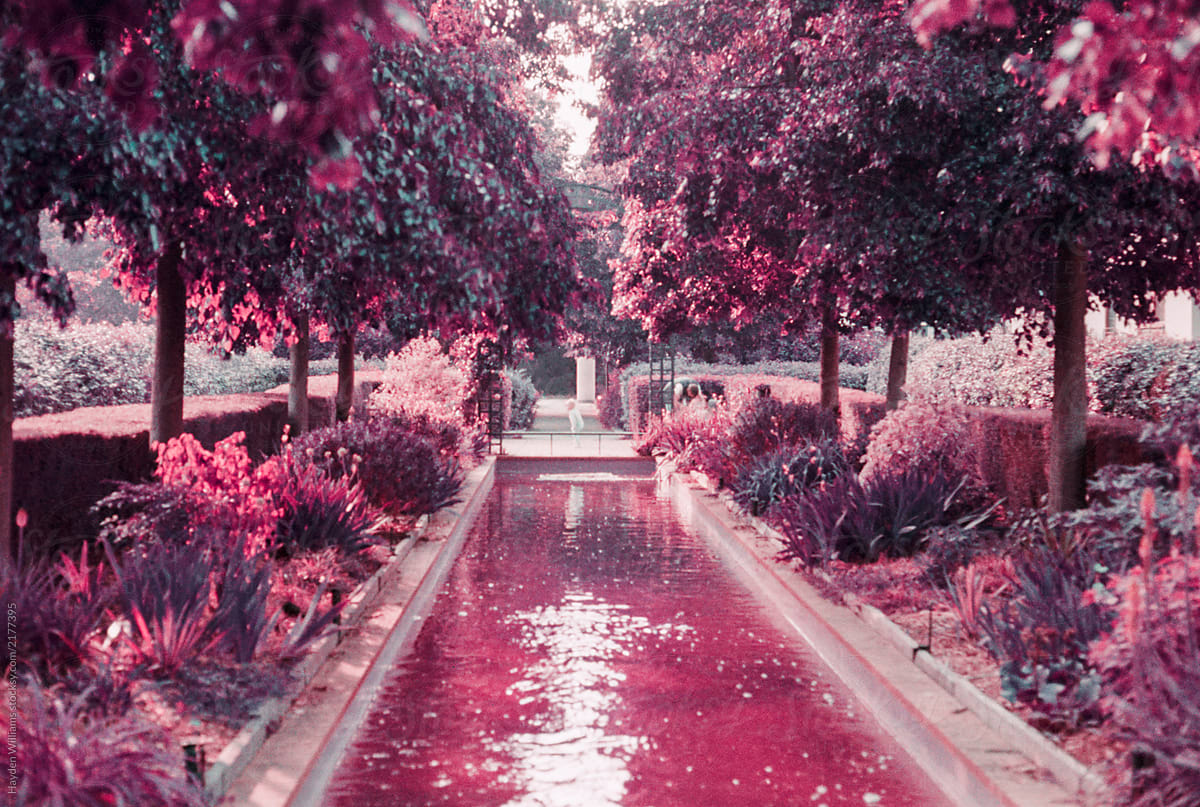 Surreal magenta waterway surrounded by trees