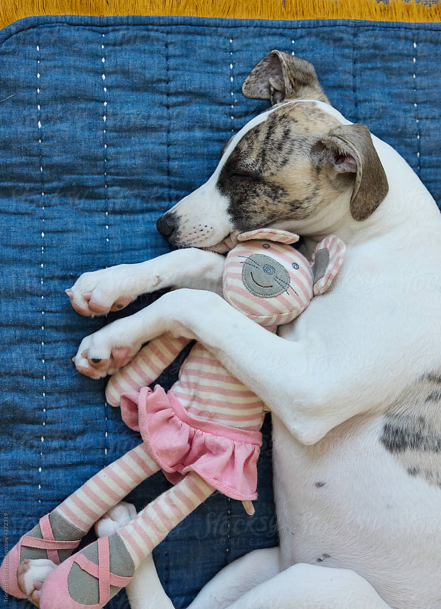 Cute portrait of whippet puppy hugging toy