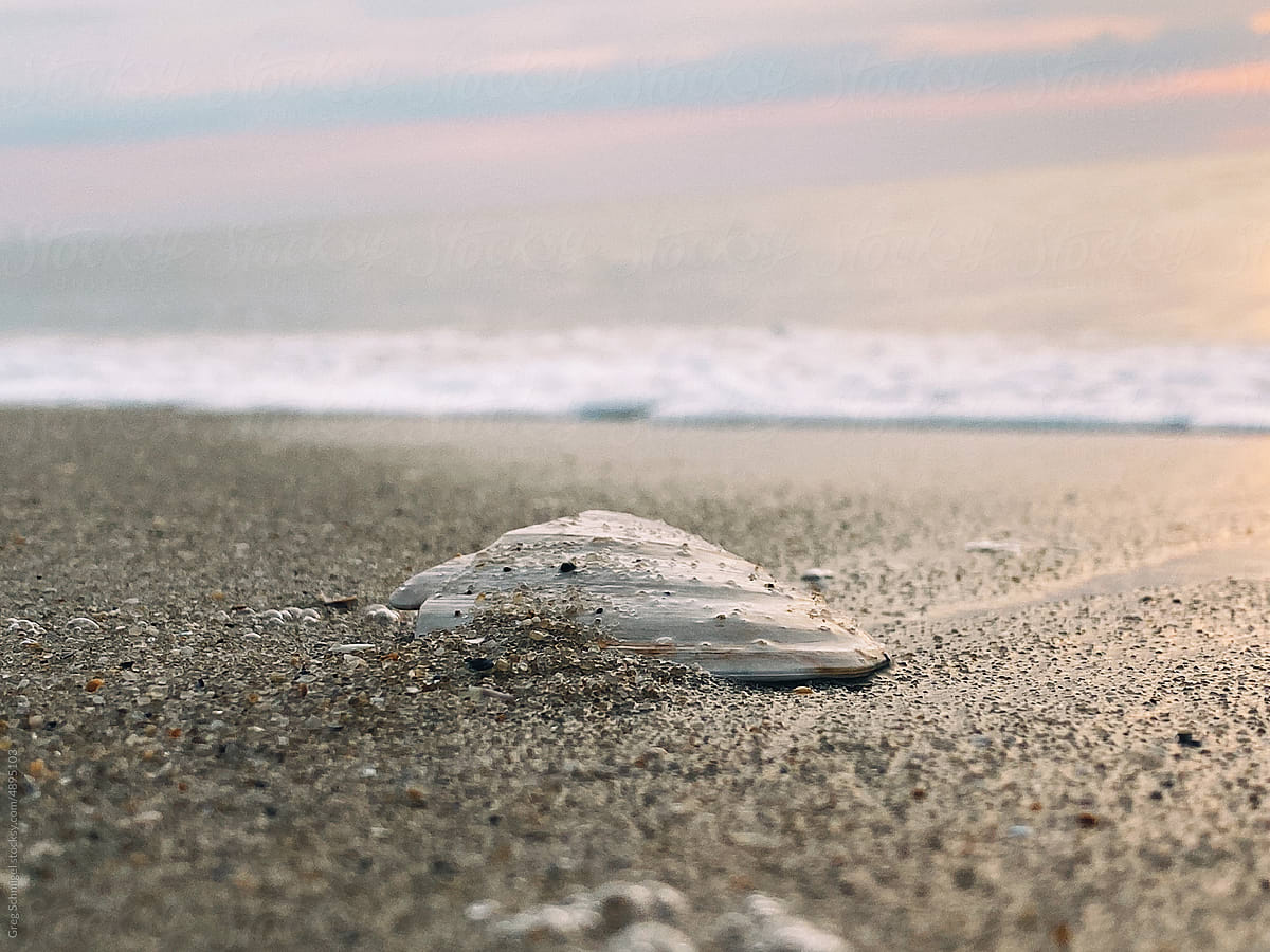 Close up of seashell on a sandy summer beach