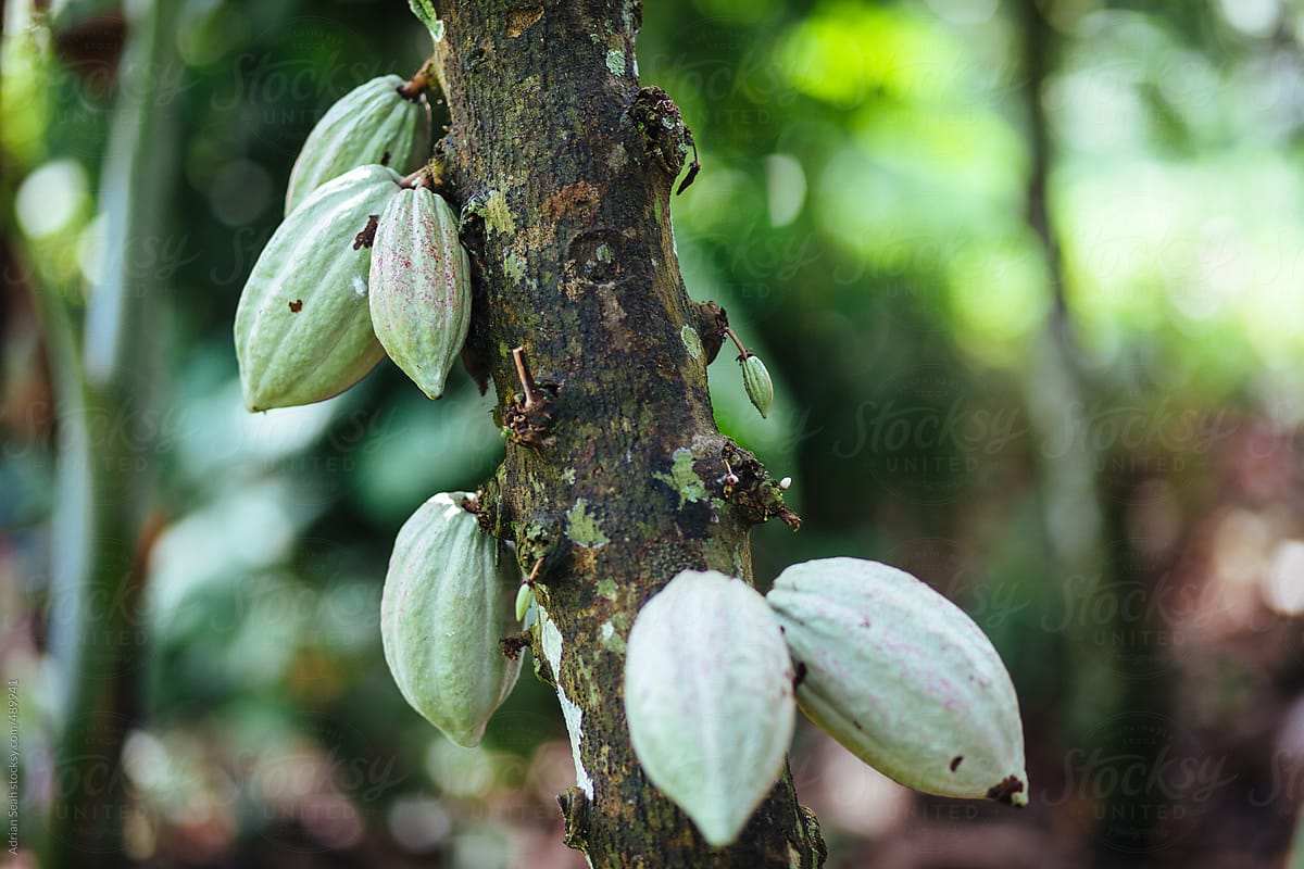 Green cocoa pods hang off a tree