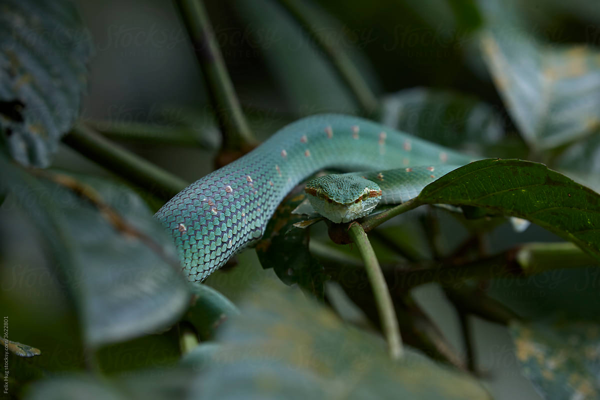 Frontal image of a Wagler\'s Pit Viper Male