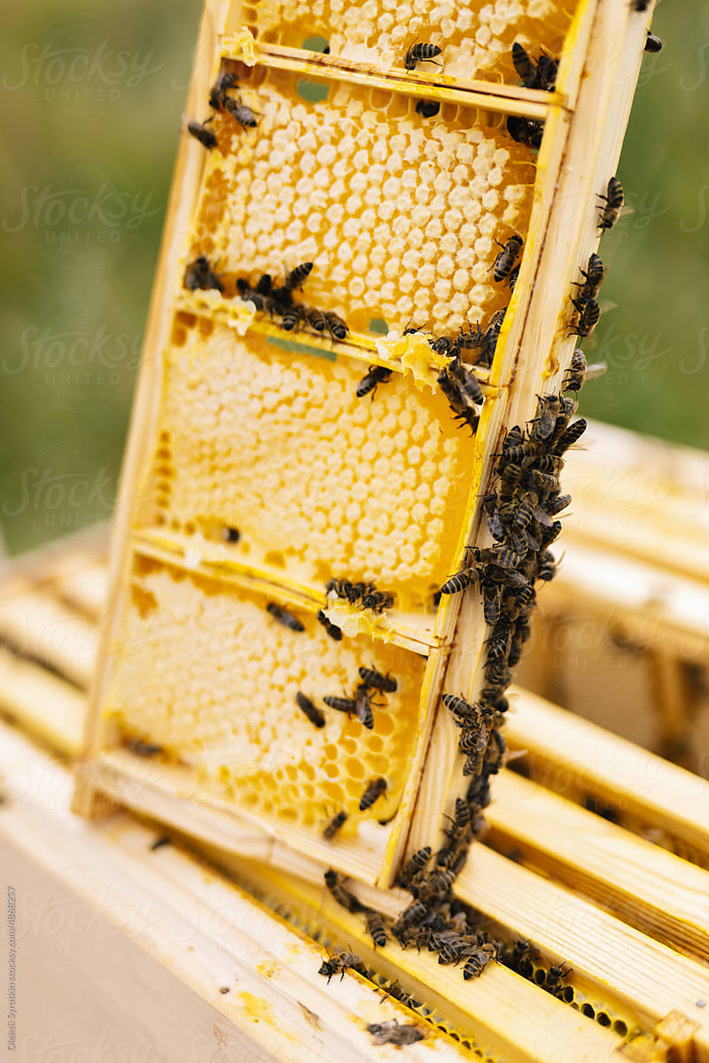 Hexagon honeybee honey
