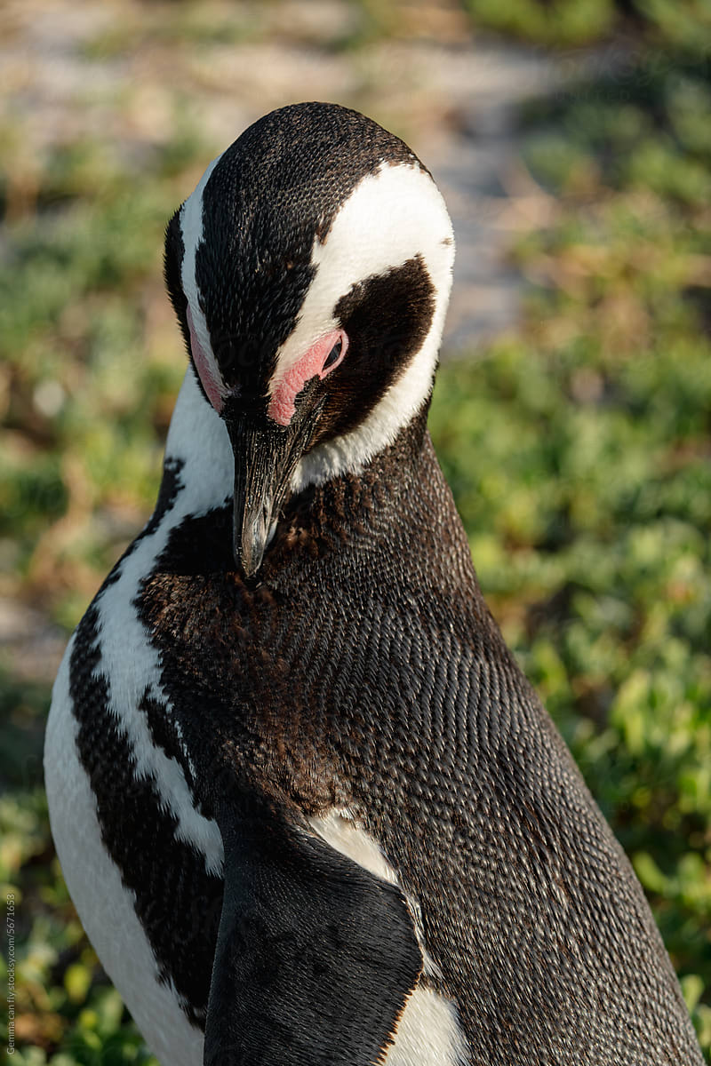 African penguin, wild animal. Travel South Africa