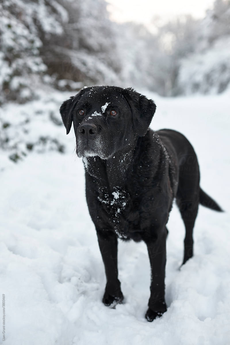 Black Labrador retriever in heavy snow. Norfolk, UK.