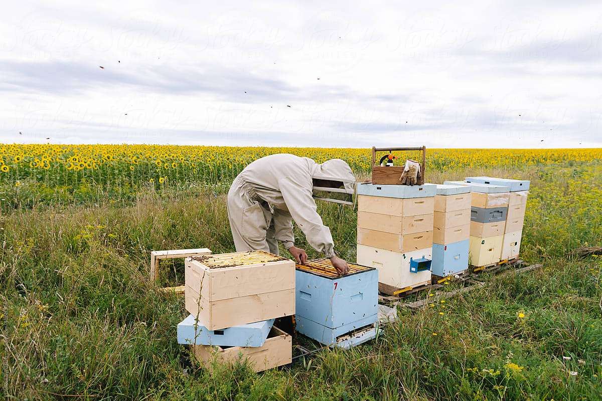 Beekeeper apiculture job  bee yard