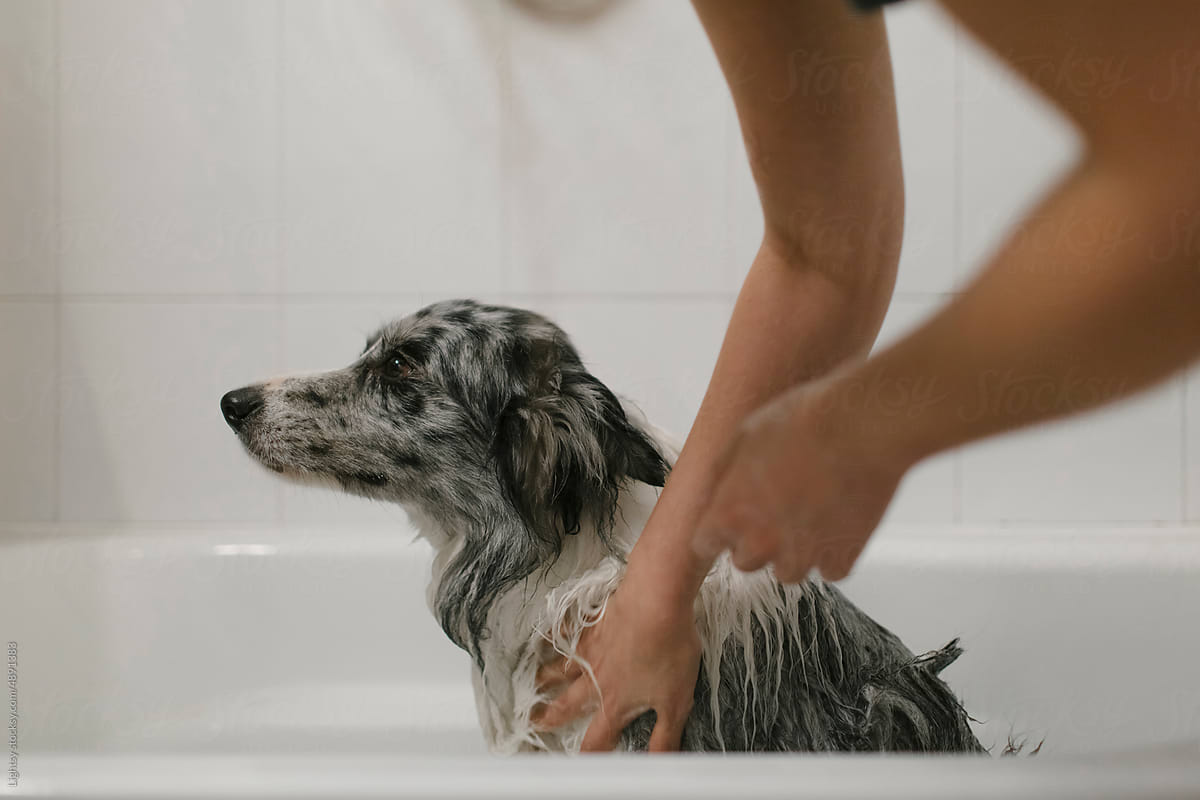 An anonymous woman shampoos the dog\'s hair