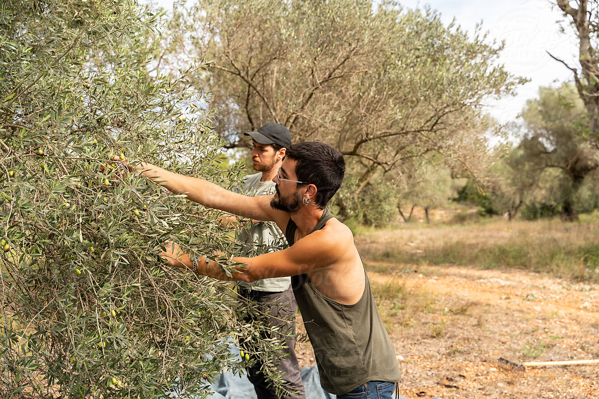 Olive harvest hand-picked