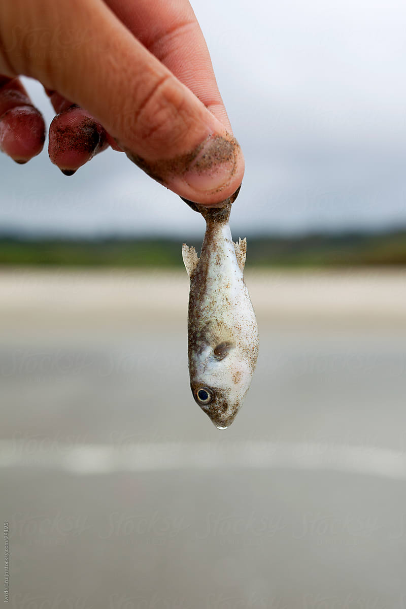 A Funny Photo Of Someone Holding A Very Small Fish As A Catch by Stocksy  Contributor Ivo De Bruijn - Stocksy