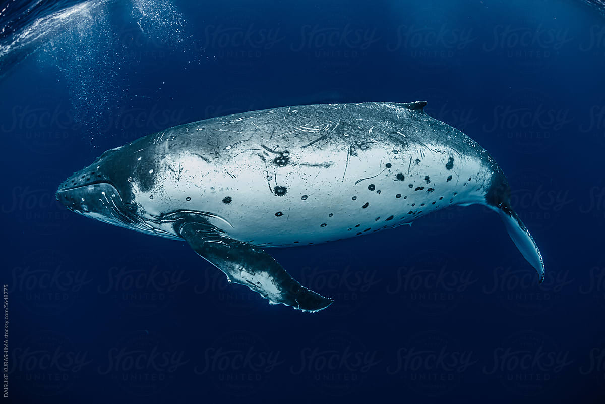 White Humpback Whale