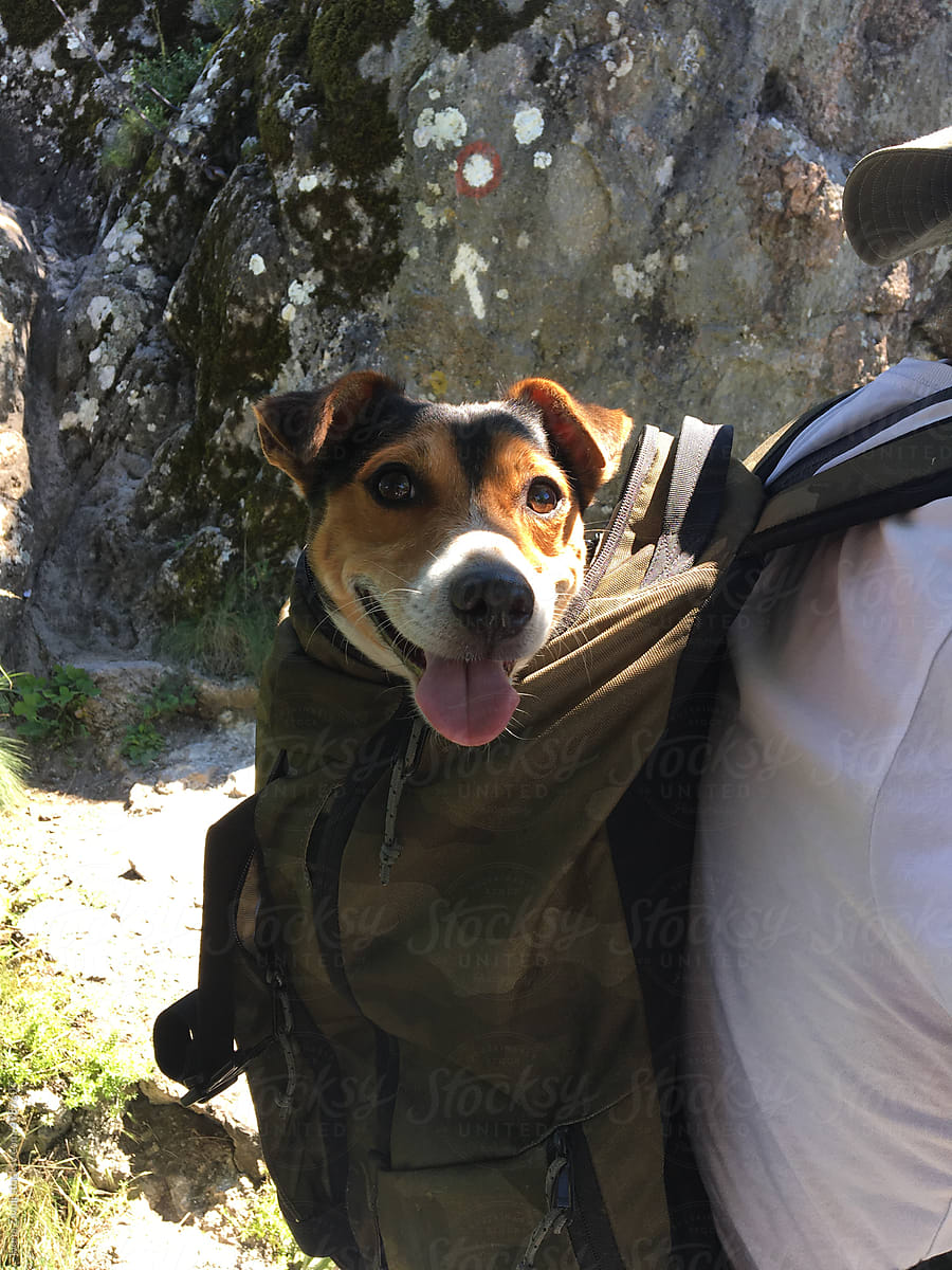 Dog Sitting in Backpack