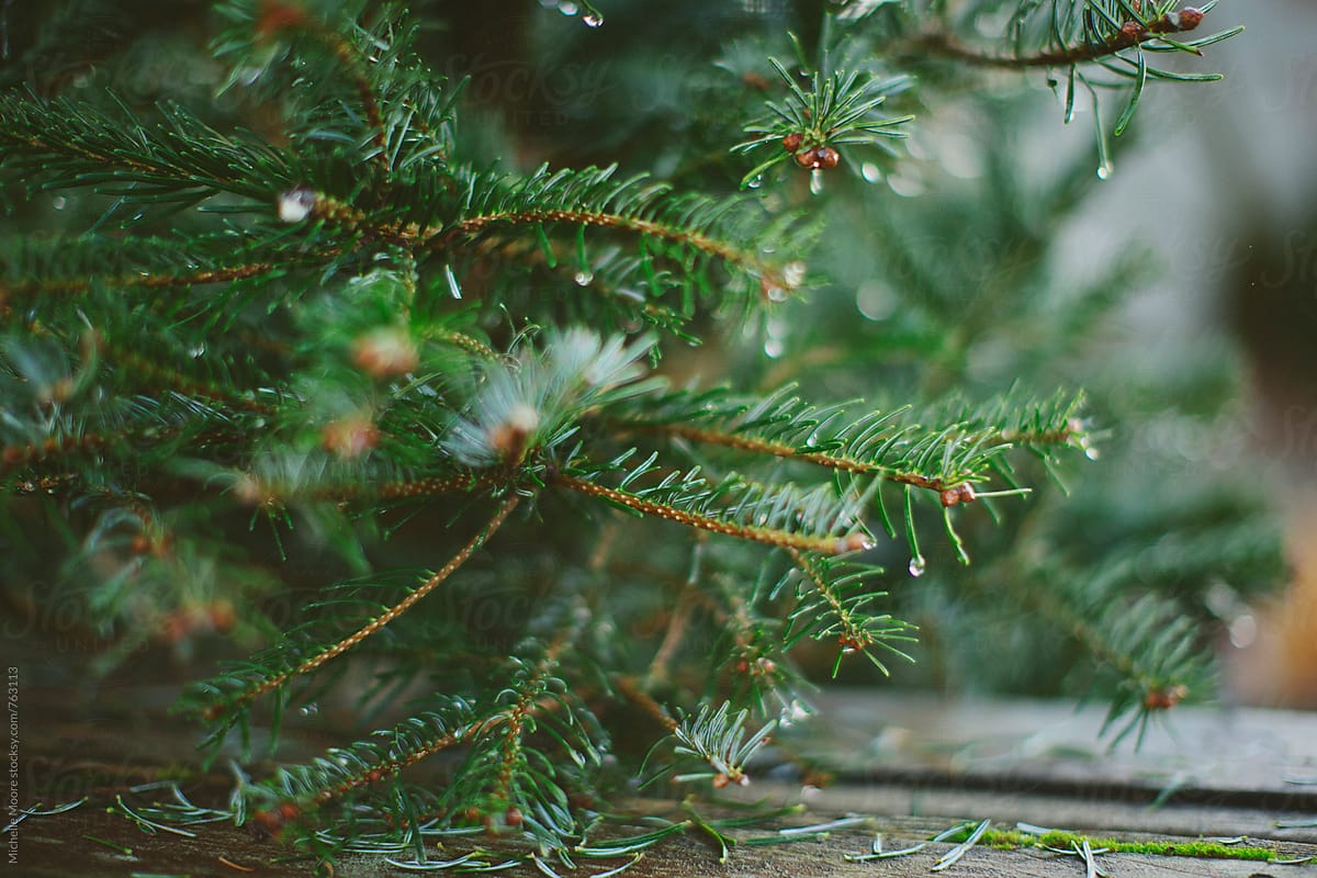Close up of water droplets on pine tree branches