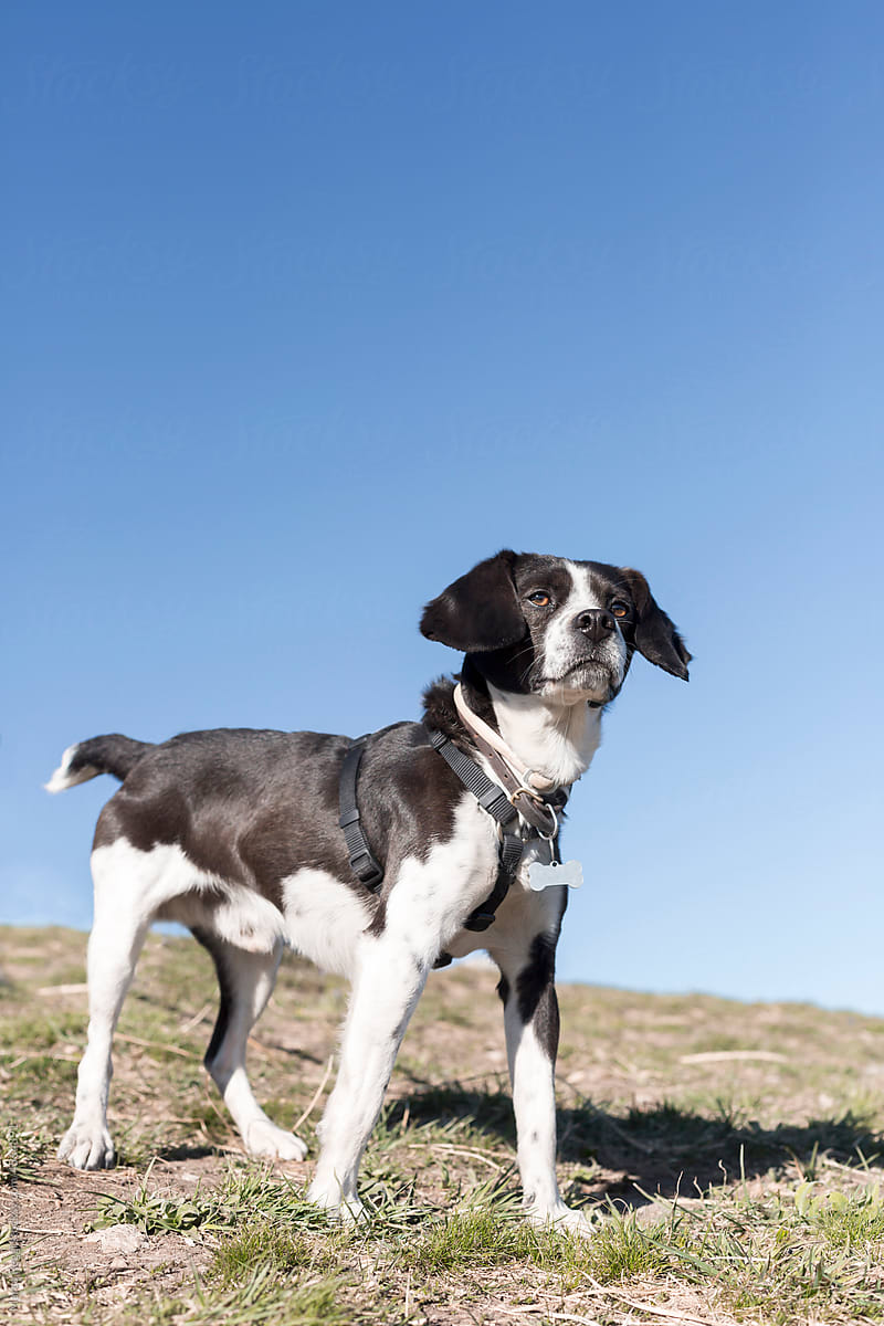 Black and White hound dog portrait