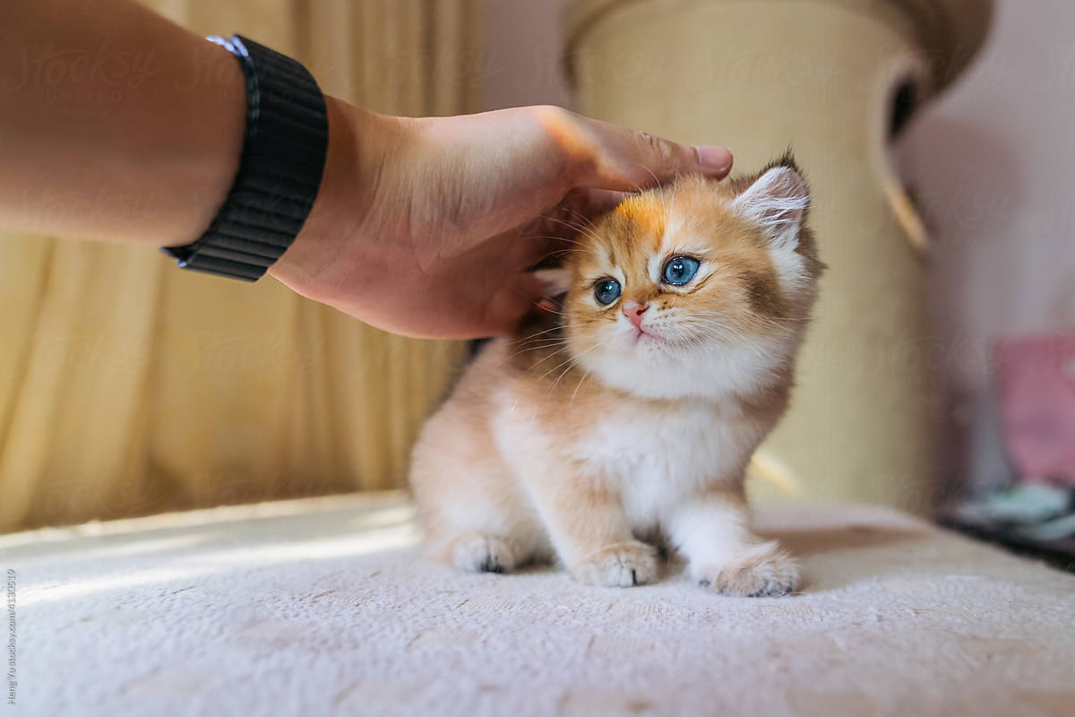 Hand stroking kitten
