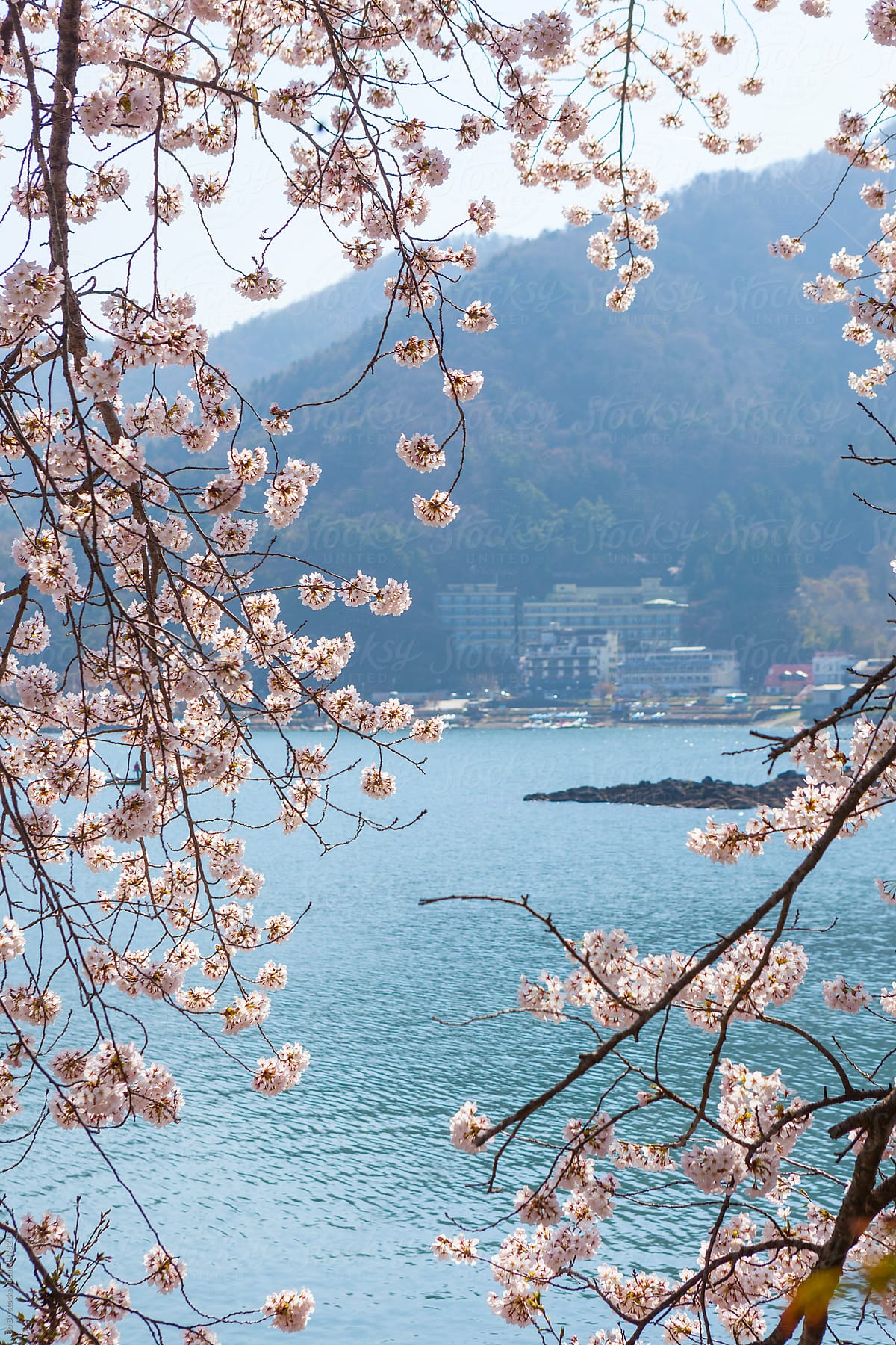 Cherry Blossoms blooming by the lake at Japan