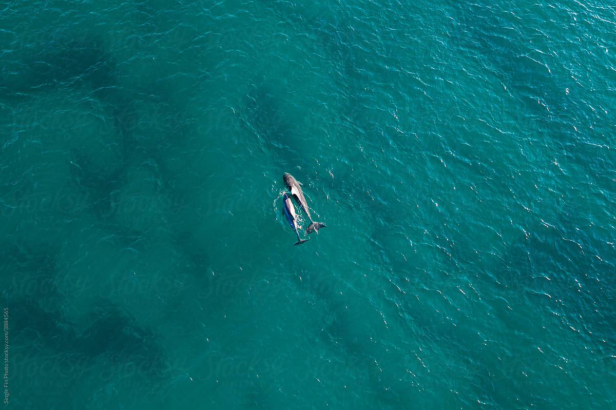 Aerial View of Wild Dolphins