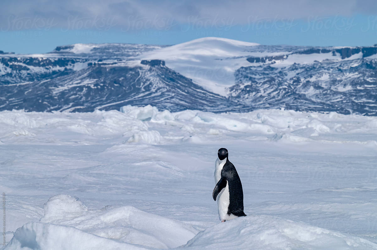 Adelie Penguin on Sea Ice