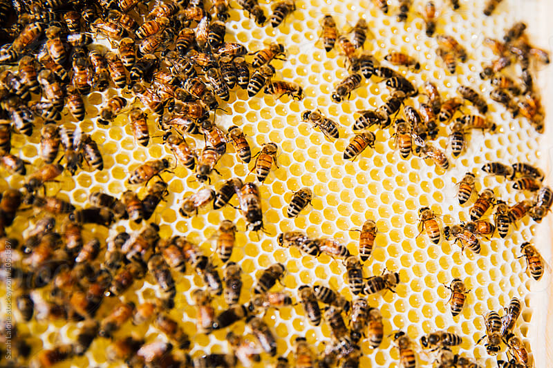 Bees on a honeycomb frame