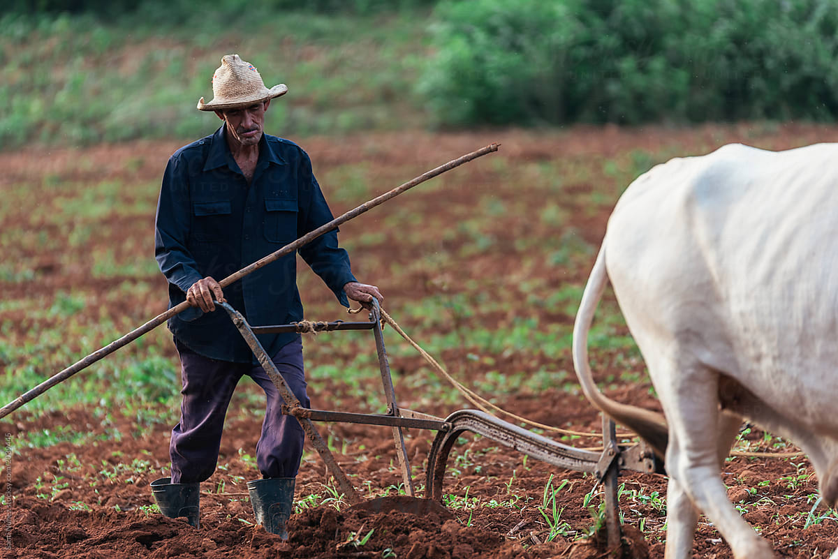 Farmer and Oxen Plow Tobacco Field.