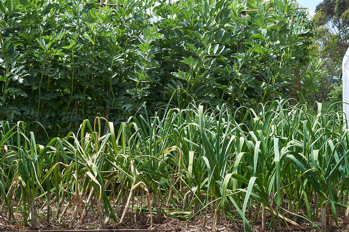 Veggie garden with leeks