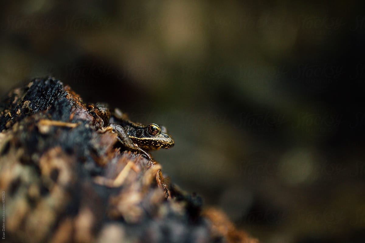 Frog perched on a wet log