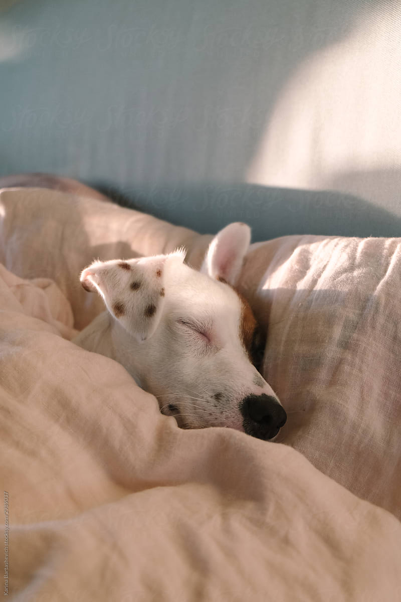 portrait of a dog with a brown spot on the eye and small spots on the ears, wrapped in a bright blanket lying on the bed