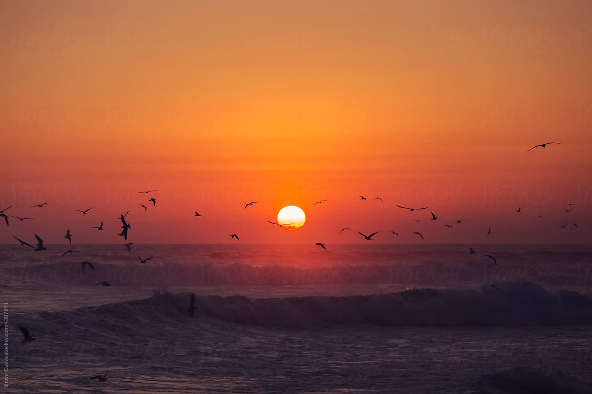Seagulls flying over the waves of the sea with the sun behind