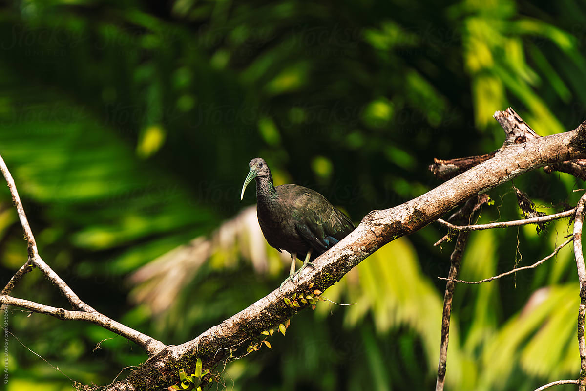 Beautiful Ibis Bird in Costa Rica