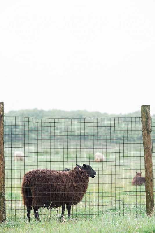 brown sheep in field in wales