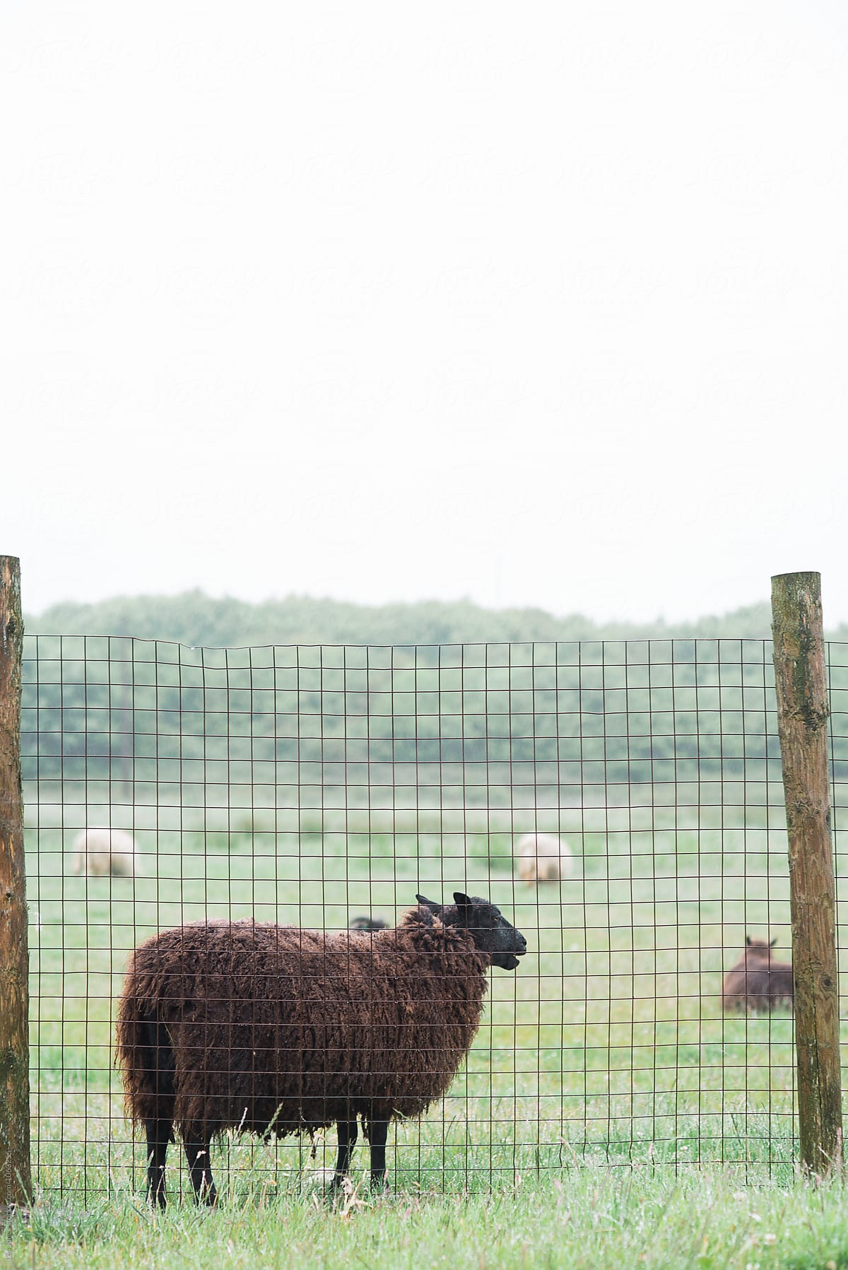 brown sheep in field in wales
