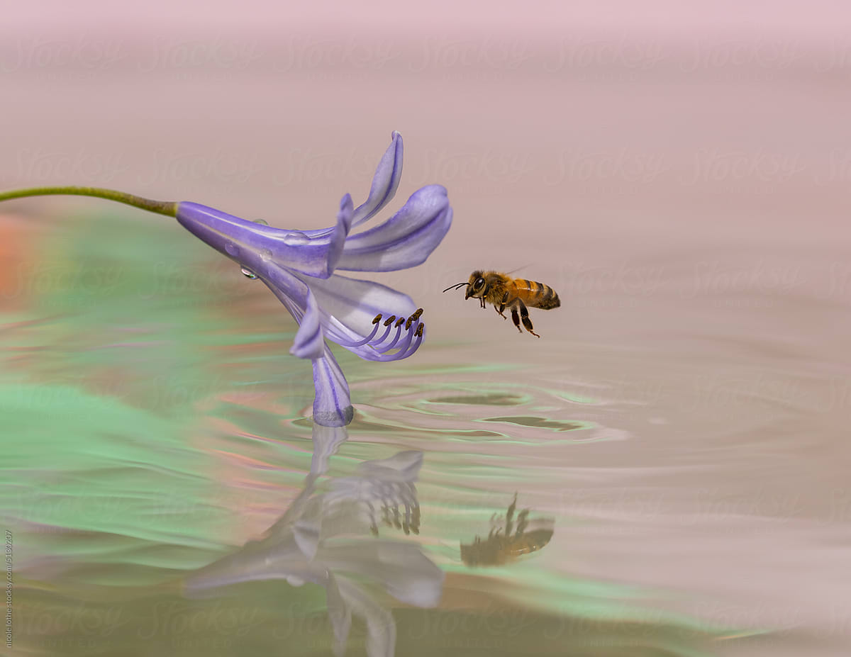 Bee approaching flower,  over psychedelic reflections.