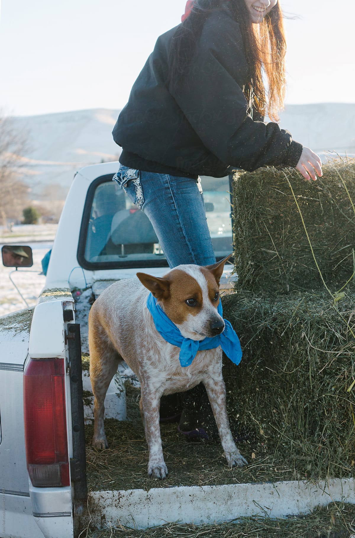 cow dog  riding in pickup while teenager feeds hay to cows