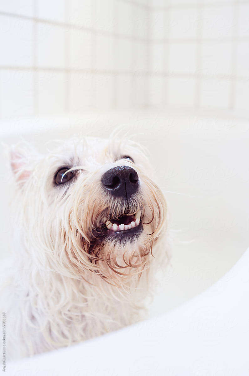 Smiling wet white dog after a bath