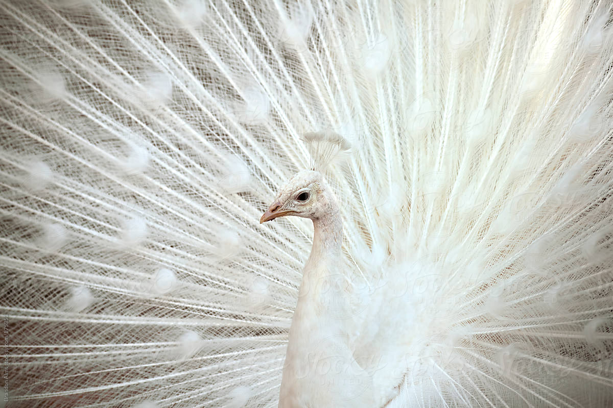 White Peacock With Feathers Open