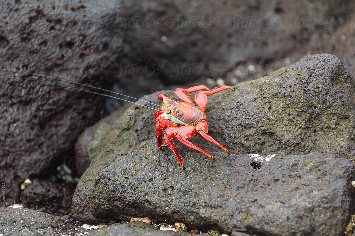 Red Rock Crab Squirting Water by Stocksy Contributor Gabriel