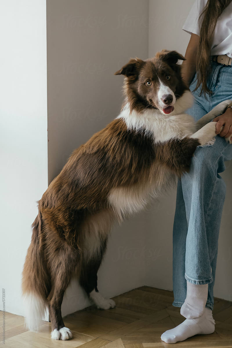 Happy young woman standing with cute Border Collie dog