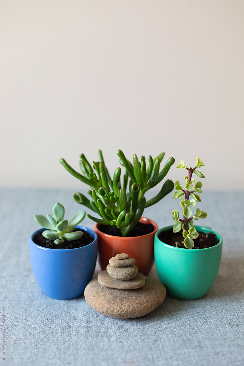 three succulents in cups