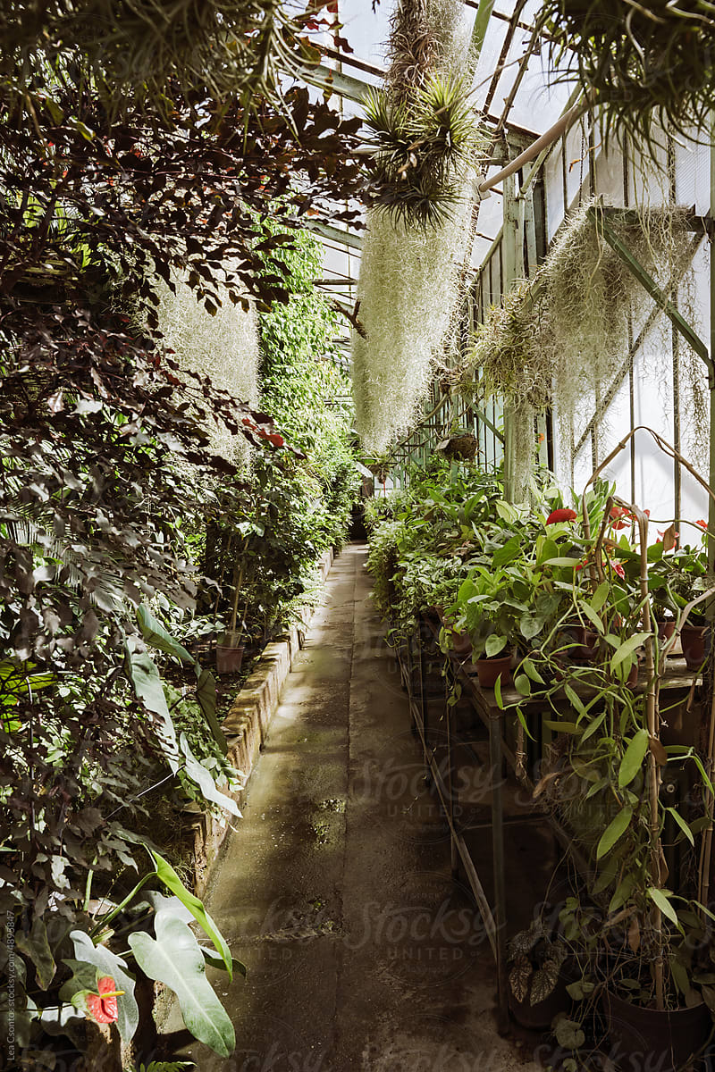 Long corridor of a greenhouse with several types of exotic plants