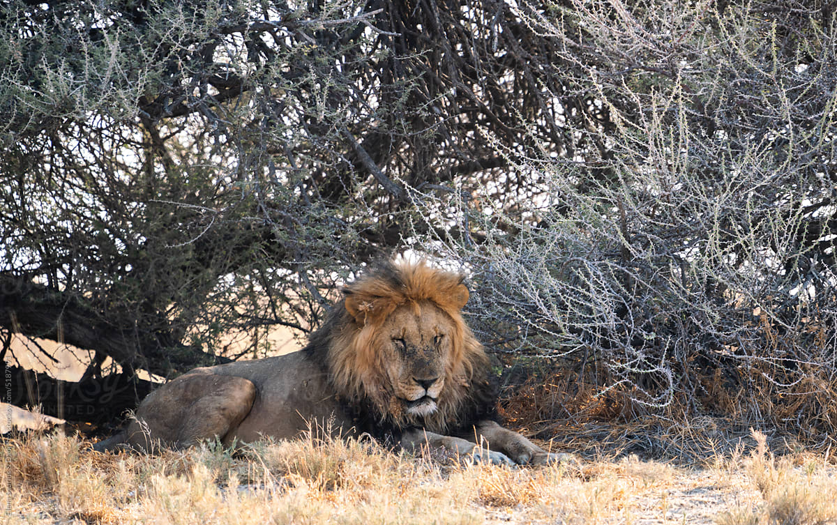 Lion resting in Etosha National Park, Namibia, Africa.