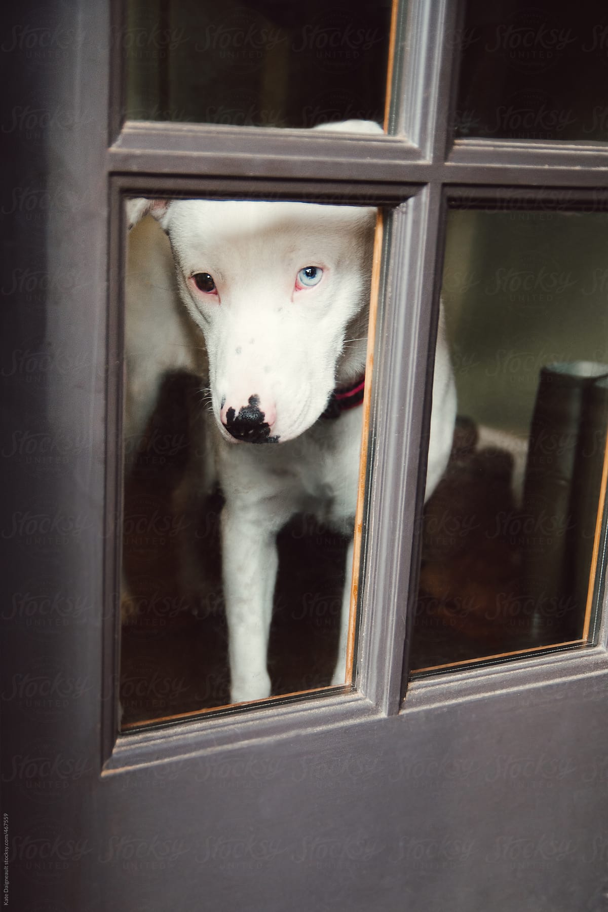 A little white puppy looks out the door, waiting for her owner.