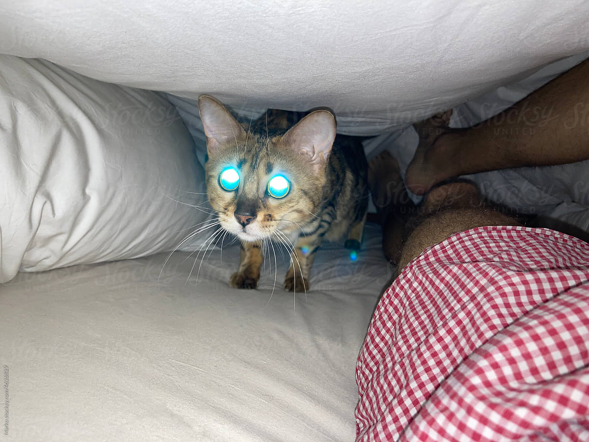 Cat with shiny eyes under blanket / Sleep time