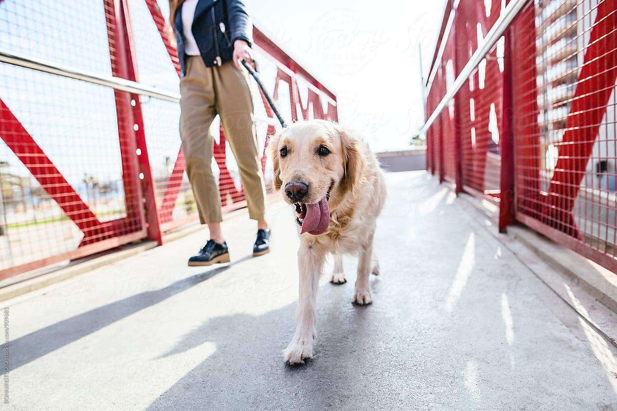 Closeup of a woman walking her dog on a bridge.