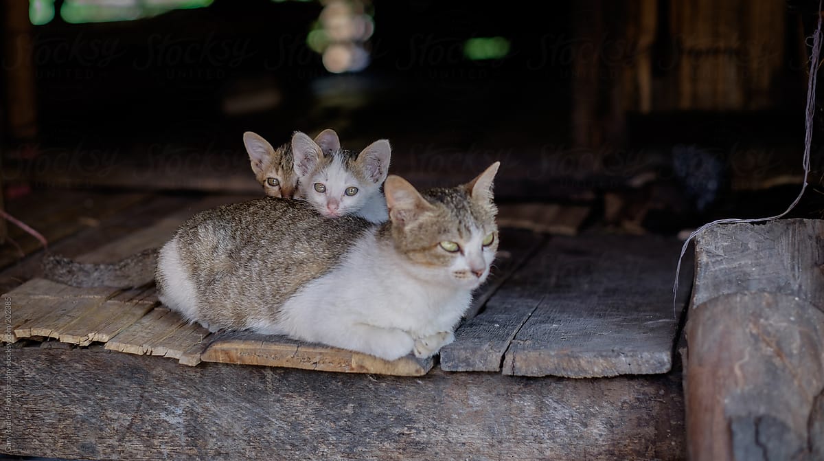 Two kittens with their mum, Thailand