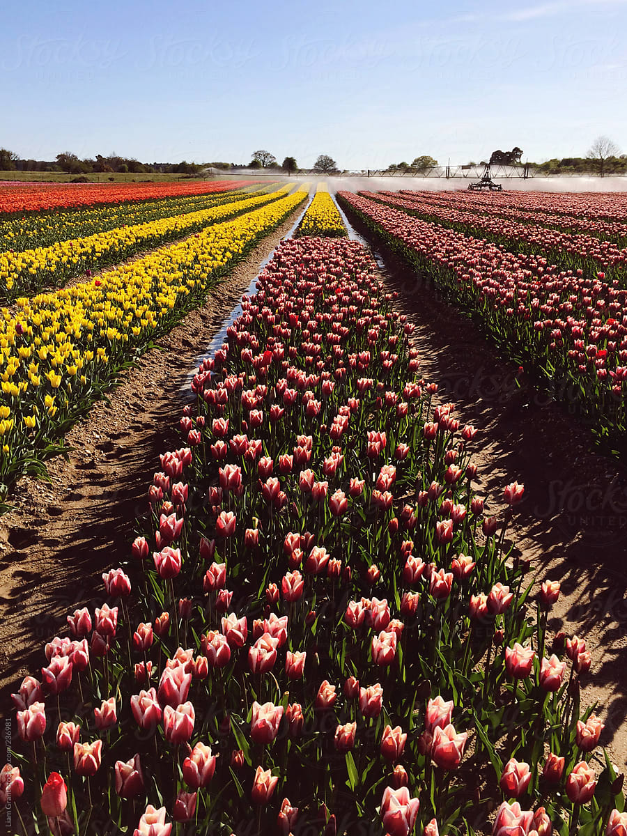 Irrigation system in a field of tulips.