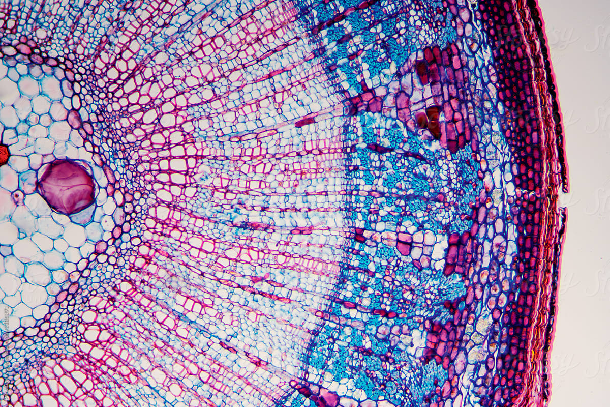woody dicot stem cross section