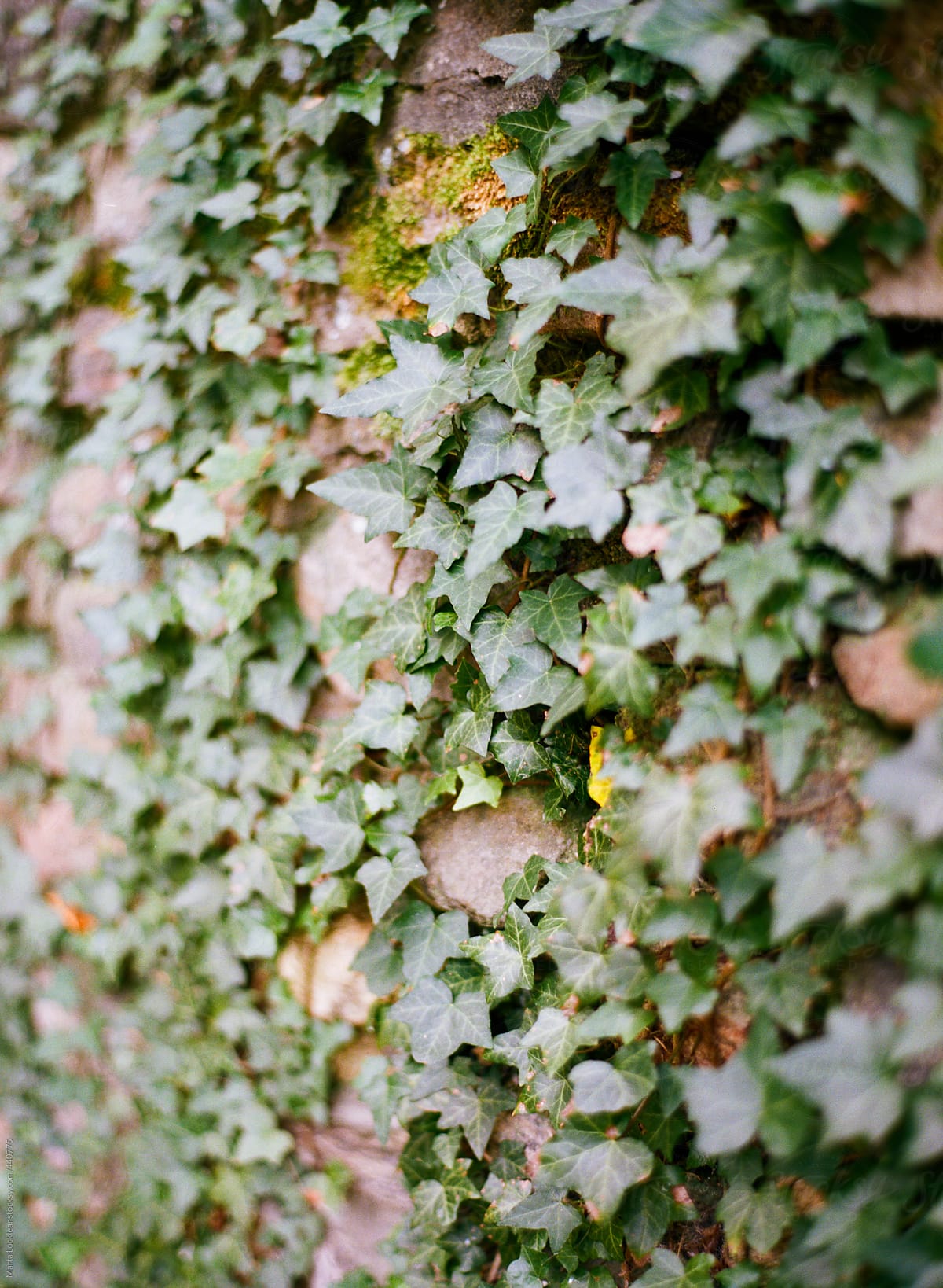 Field stone wall covered with old english ivy