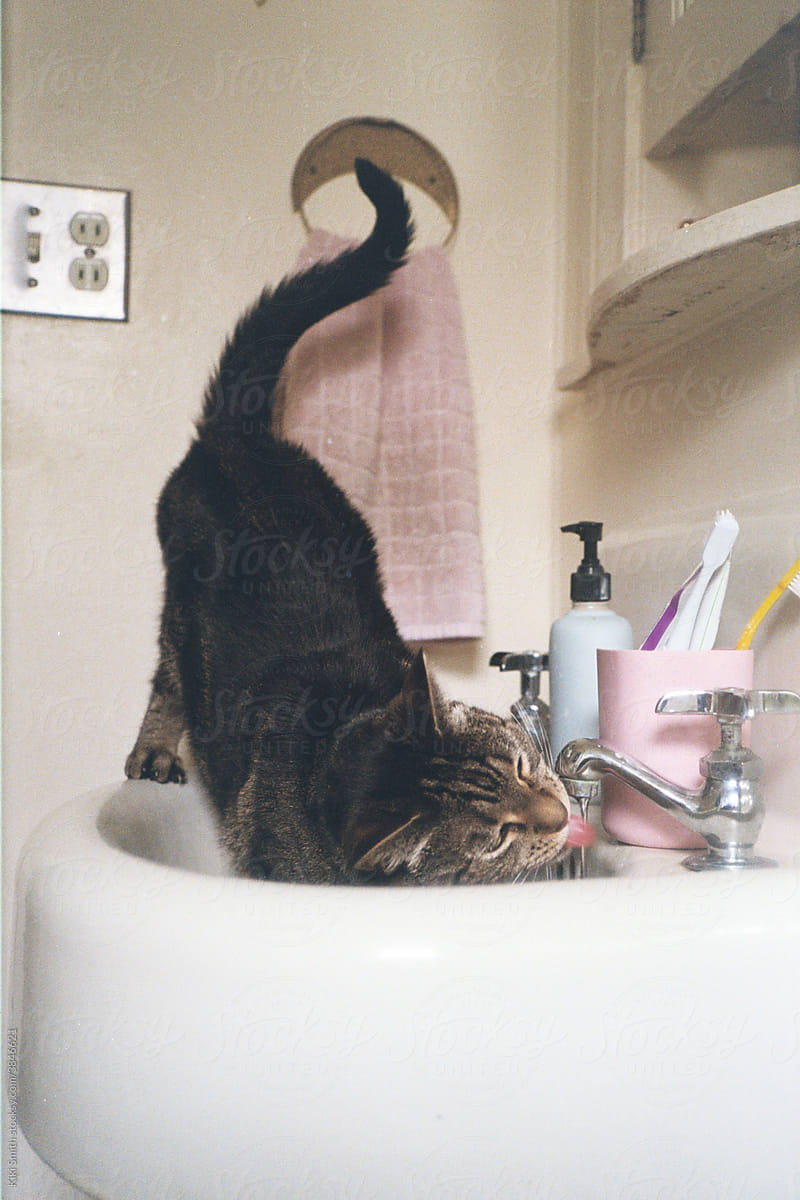 Cat Drinking From Faucet