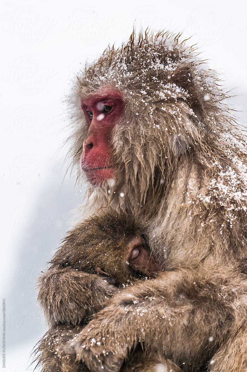 A parent monkey holding a child.