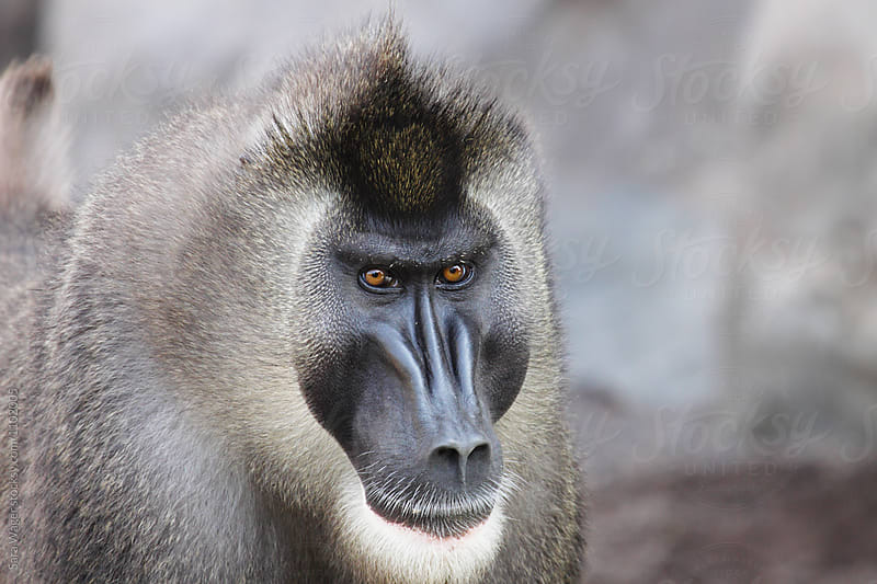 An angry looking Baboon